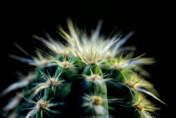 spiny cactus macro photo