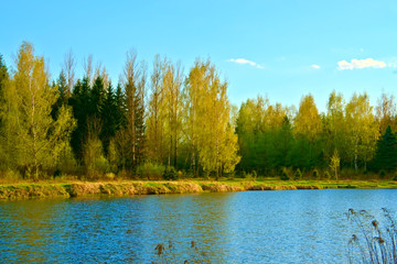 Forest on the shore of the pond in the spring.