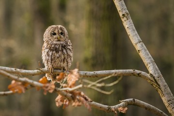 Portrait of tawny owl, Strix aluco, with dark black eyes and white and brown feathers sitting on branch in the forest with dry leaves on the branch, blurry background