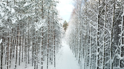 snow white fluff winter all snowed road forest nature