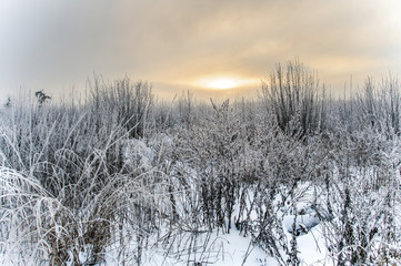 Landscape in winter at sunset. Grass covered snow