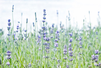 Green summer field with small blue flowers