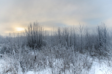 Fototapeta premium Landscape in winter at sunset. Grass covered snow