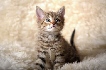 cute striped kitten on a light background