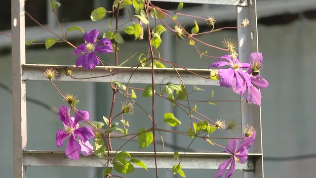 Climbing vine of purple clematis flowers. A beautiful, purple clematis growing up a trellis in a woodland garden.
