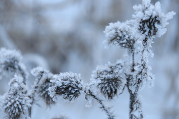 Dry flowers covered snow in winter