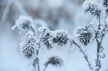 Dry flowers covered snow in winter