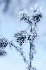 Dry flowers covered snow in winter