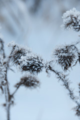 Dry flowers covered snow in winter
