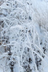 Dry grass covered snow in winter