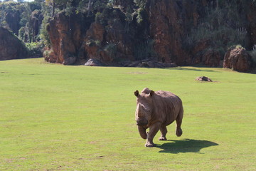 rhinoceros in the park of cabarceno