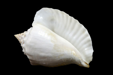 White sea shell isolated on black background