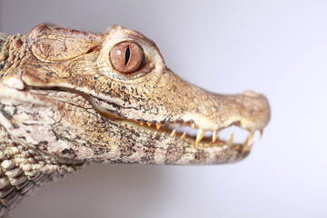 head of crocodile