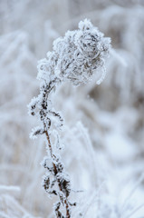 Dry flower of fireweed (Chamerion angustifolium) in winter