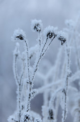 Dry flowers covered snow in winter