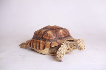 turtle on white background