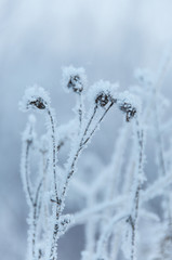 Dry flowers covered snow in winter