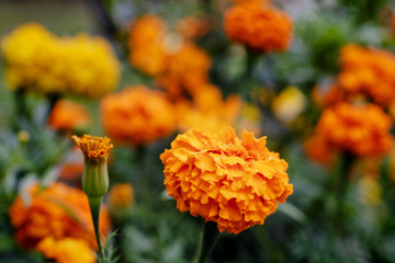 Bright orange flowers on green background