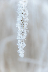 Obraz premium Dry grass covered snow in winter