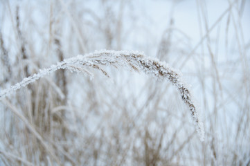 Dry grass covered snow in winter