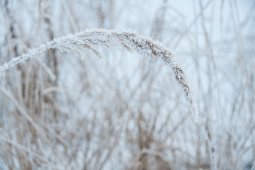 Dry grass covered snow in winter