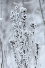 Dry flowers covered snow in winter