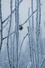 Tree trunks covered snow in winter