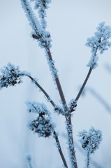 Dry flowers covered snow in winter