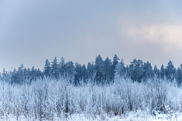 Landscape in winter at sunset. Grass covered snow