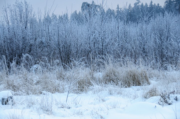Landscape in winter at sunset. Grass covered snow