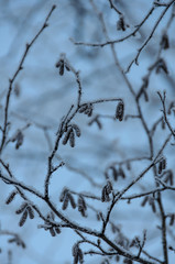 Tree trunks covered snow in winter