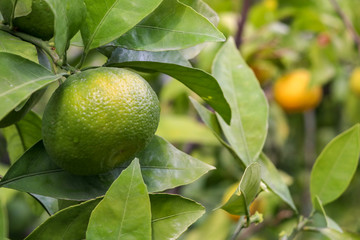 Fresh tangerine tree in garden. Agriculture concept photo.