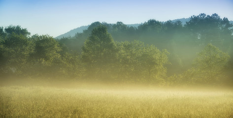 "Morning Fog" foggy pasture in the countryside at sunrise