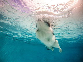 Underwater photo of puppy breed dog in outdoor swimming pool play with fun, training swim against...