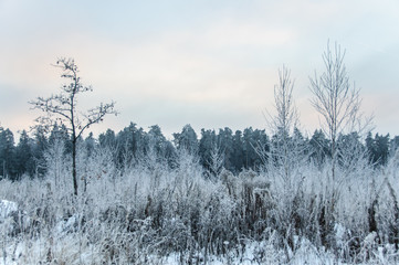 Landscape in winter at sunset. Grass covered snow