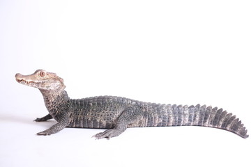 crocodile isolated on white
