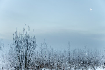 Landscape in winter at sunset. Grass covered snow