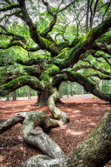 angel oak tree in John’s Island South Carolina