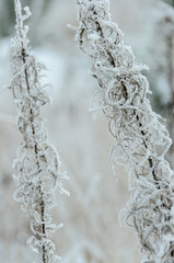 Dry flower of fireweed (Chamerion angustifolium) in winter