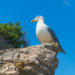 Eine Möwe auf einem Felsen von unten nach oben Fotografiert mit Blauem Himmel ohne Wolken