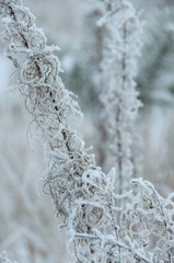 Dry flower of fireweed (Chamerion angustifolium) in winter