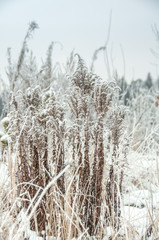 Dry grass covered snow in winter