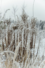 Dry grass covered snow in winter