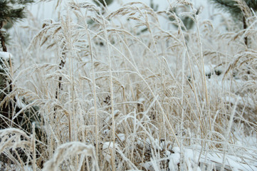 Dry grass covered snow in winter