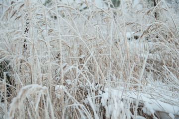 Dry grass covered snow in winter