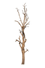 Dry tree dead on a white background