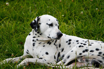 Dalmatian dog pet in the garden