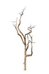 Dry tree dead on a white background