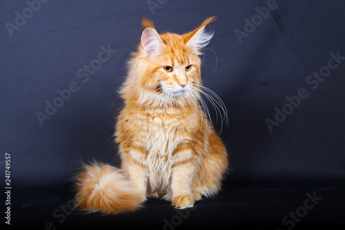 Chat Chaton Animal Animal De Compagnie Felidae Joli Domestique Chat Fourrure Portrait Adorable Blanc Yeux Noir Chat Tigre Jeune Bleu Isole Mammifere Rouge Beau Favoris Petit Reg Adorable Wall Mural Adorab Antoine
