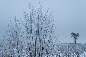 Tree trunks covered snow in winter